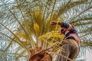 تنسيق حواش المنزل بالدمام